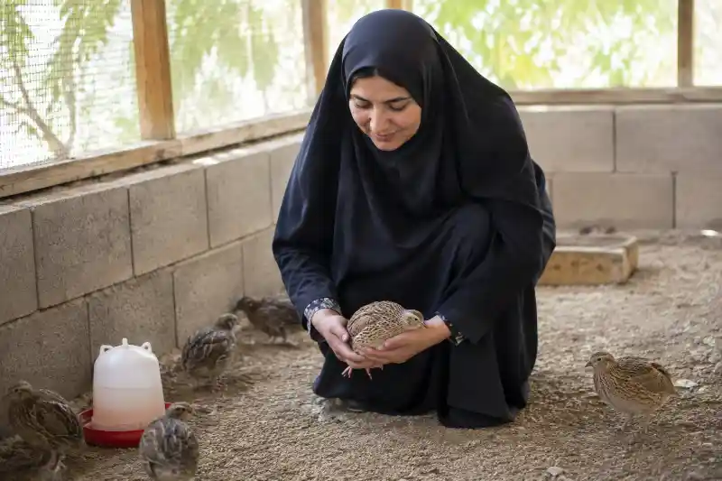 گرفتن بلدرچین با دست