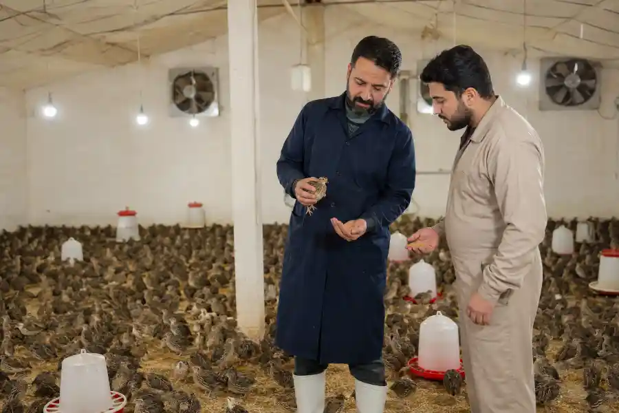 آموزش پرورش بلدرچین جهاد کشاورزی