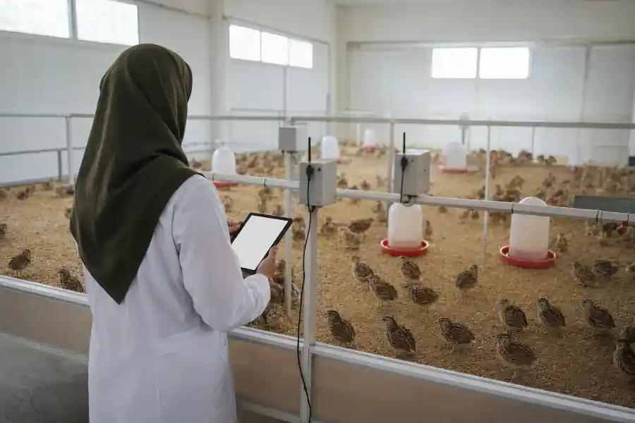 حداکثر وزن بلدرچین