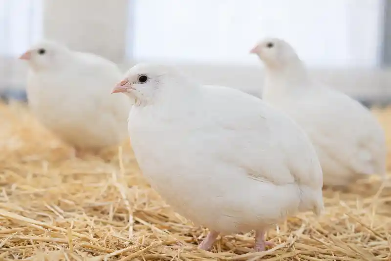 نژاد بلدرچین سفید