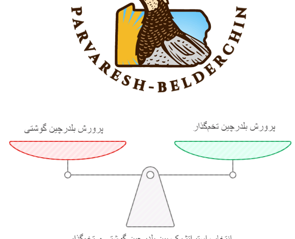 پرورش بلدرچین گوشتی بهتر است یا تخمگذار