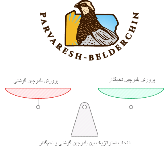 پرورش بلدرچین گوشتی بهتر است یا تخمگذار