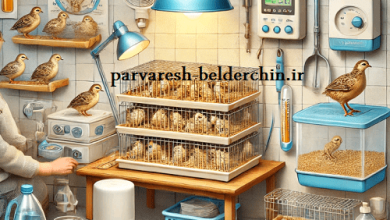 وسایل مورد نیاز برای پرورش بلدرچین در خانه