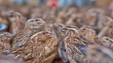 آموزش پرورش بلدرچین
