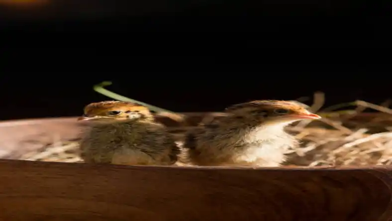 آیا پرورش بلدرچین ارزش دارد