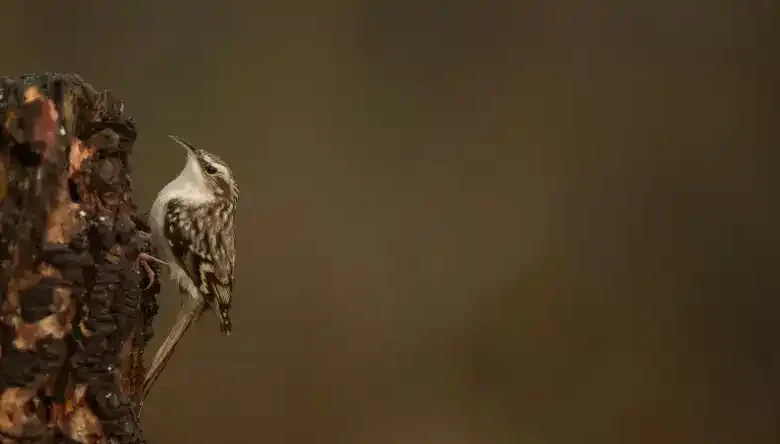 افسردگی بلدرچین