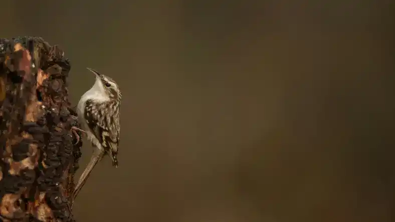 افسردگی بلدرچین