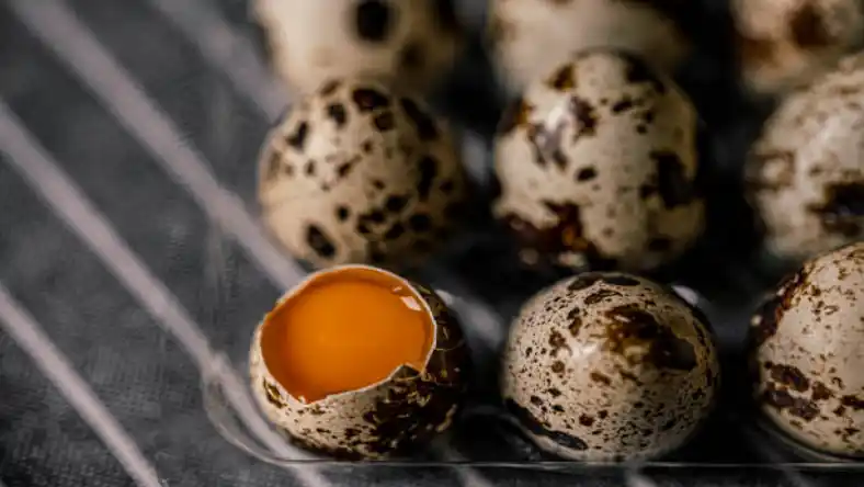 بسته بندی تخم بلدرچین