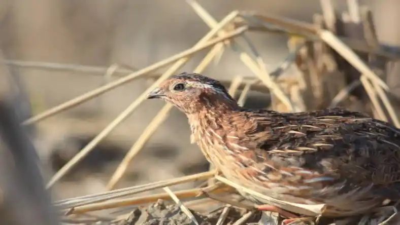 بلدرچین در طب سنتی