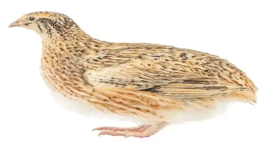 بلدرچین سفید ماده