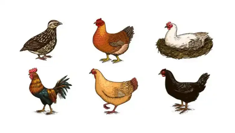 بلدرچین یا مرغ