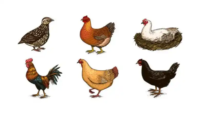 بلدرچین یا مرغ