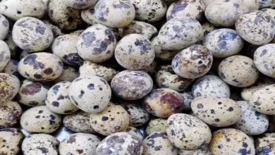 جای تخمگذاری بلدرچین