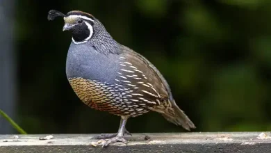 درمان خانگی تاول کف پای بلدرچین