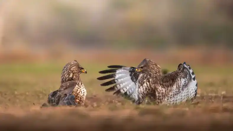 علت بسته شدن چشم بلدرچین