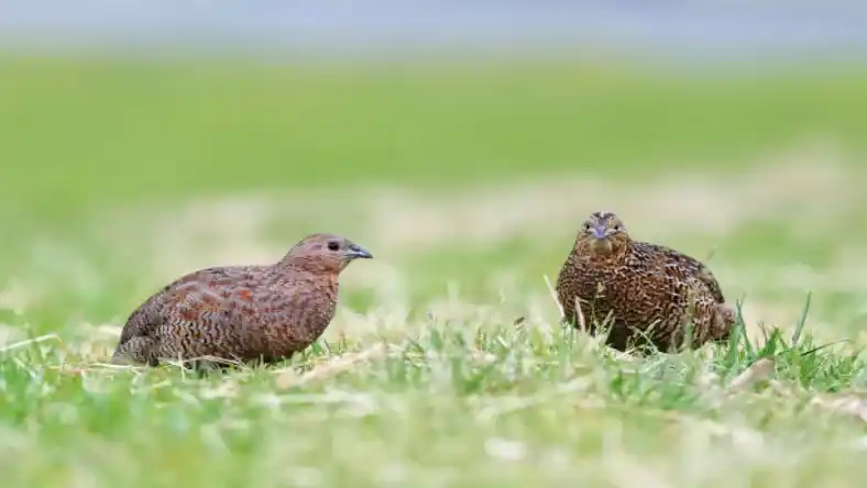 عمر بلدرچین ژاپنی