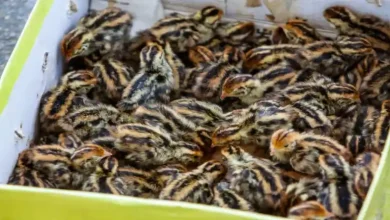 قفس بلدرچین خانگی