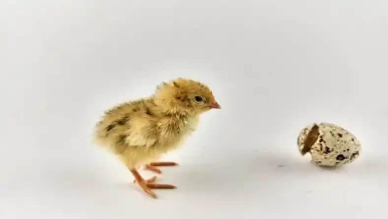 نگهداری مرغ و بلدرچین در کنار هم