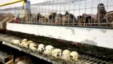 پرورش بلدرچین در قفس