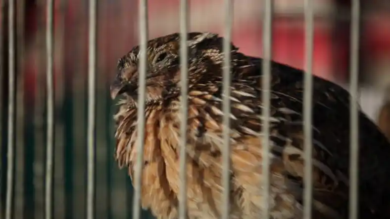 بهترین نژاد بلدرچین گوشتی
