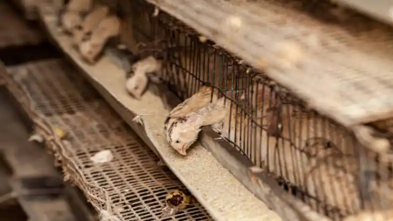 بیماری آبله بلدرچین