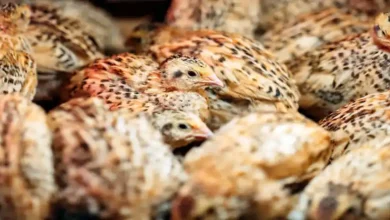 بیماری های بلدرچین گوشتی