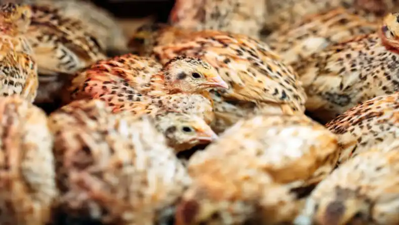 بیماری های بلدرچین گوشتی