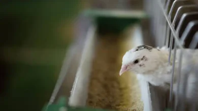 تخم بلدرچین در بدنسازی