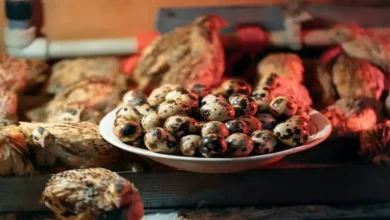 خرید جوجه بلدرچین یک روزه