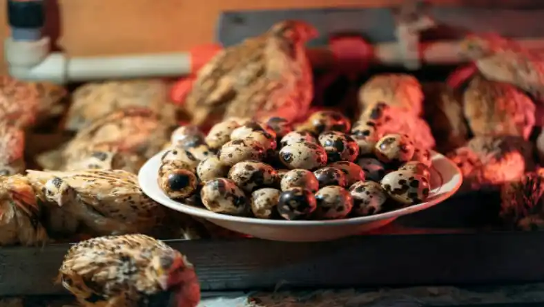 خرید جوجه بلدرچین یک روزه