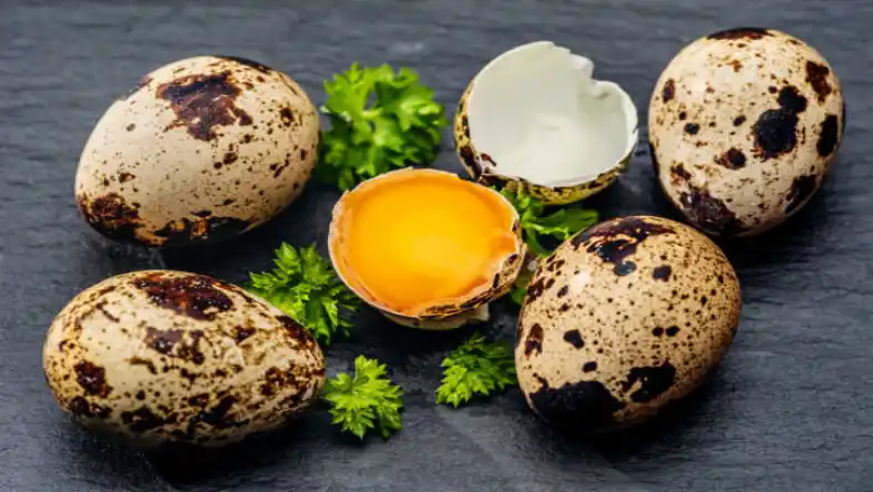 خواص گوشت بلدرچین