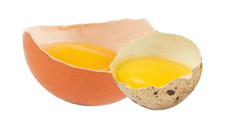 خواص گوشت بلدرچین برای کودکان