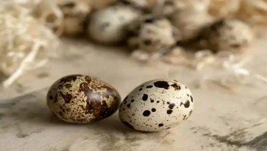 دانلود طرح توجیهی پرورش بلدرچین