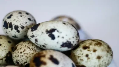 درآمد سالانه پرورش بلدرچین