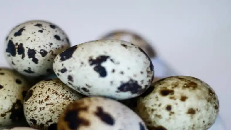 درآمد سالانه پرورش بلدرچین