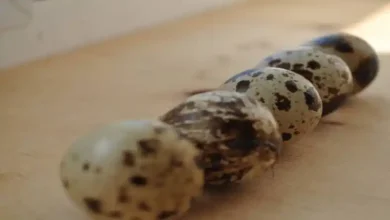 درآمد ماهانه پرورش بلدرچین
