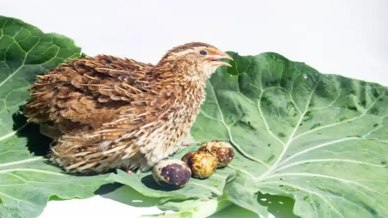 درآمد پرورش بلدرچین در خانه