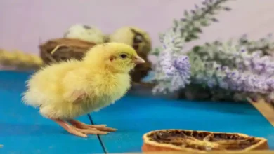 دما و رطوبت پرورش بلدرچین