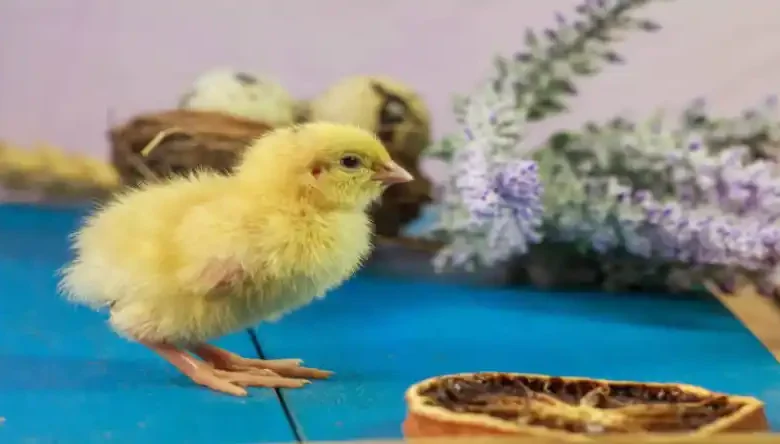دما و رطوبت پرورش بلدرچین