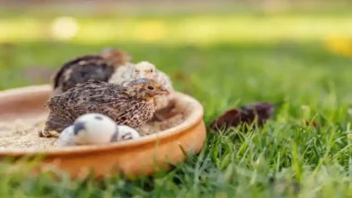 دوره استراحت تخمگذاری بلدرچین
