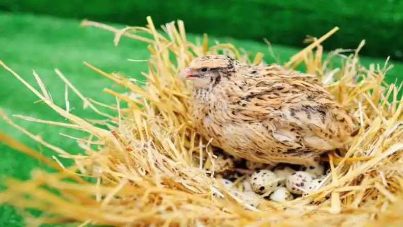 دوره پرورش بلدرچین گوشتی چند روز است