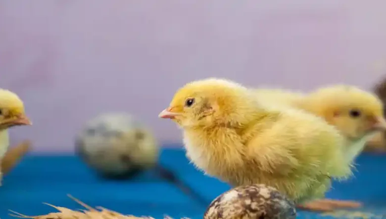 راهنمای پرورش بلدرچین از صفر