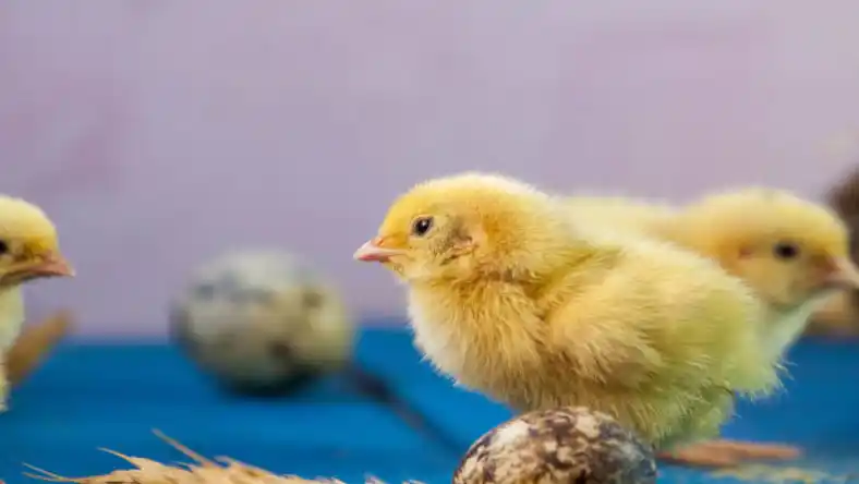 راهنمای پرورش بلدرچین از صفر