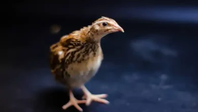 رطوبت سالن بلدرچین