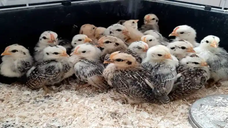 زمان کشتار بلدرچین گوشتی
