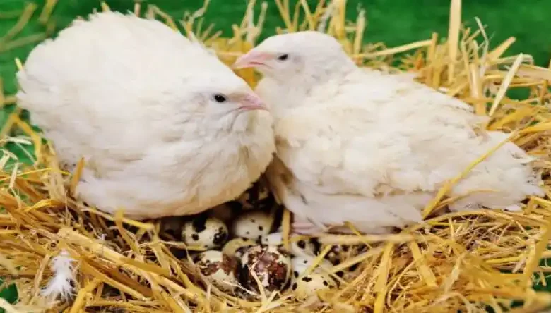 ساخت دستگاه جوجه کشی بلدرچین
