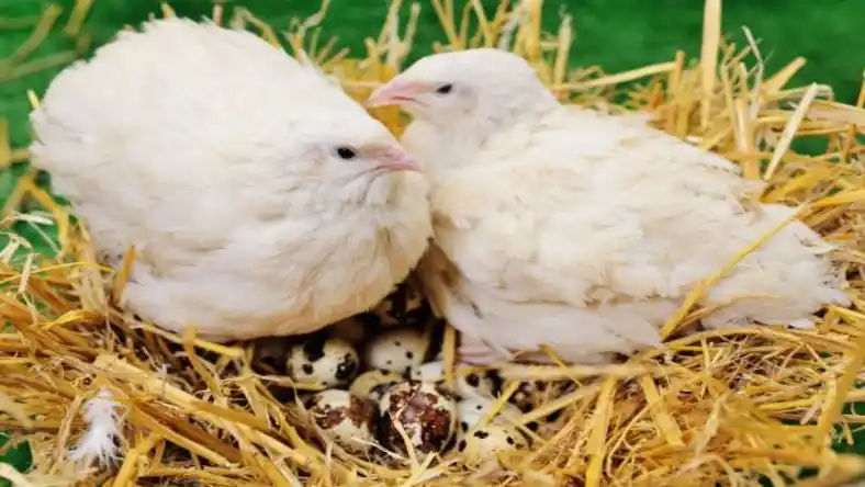 ساخت دستگاه جوجه کشی بلدرچین