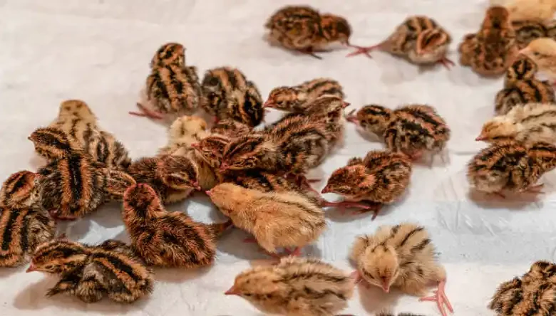 سرماخوردگی بلدرچین