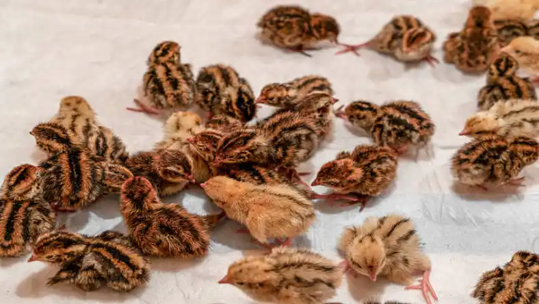 سرماخوردگی بلدرچین