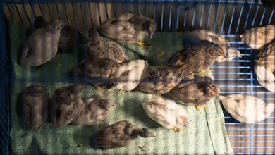 شرایط مطلوب سالن بلدرچین